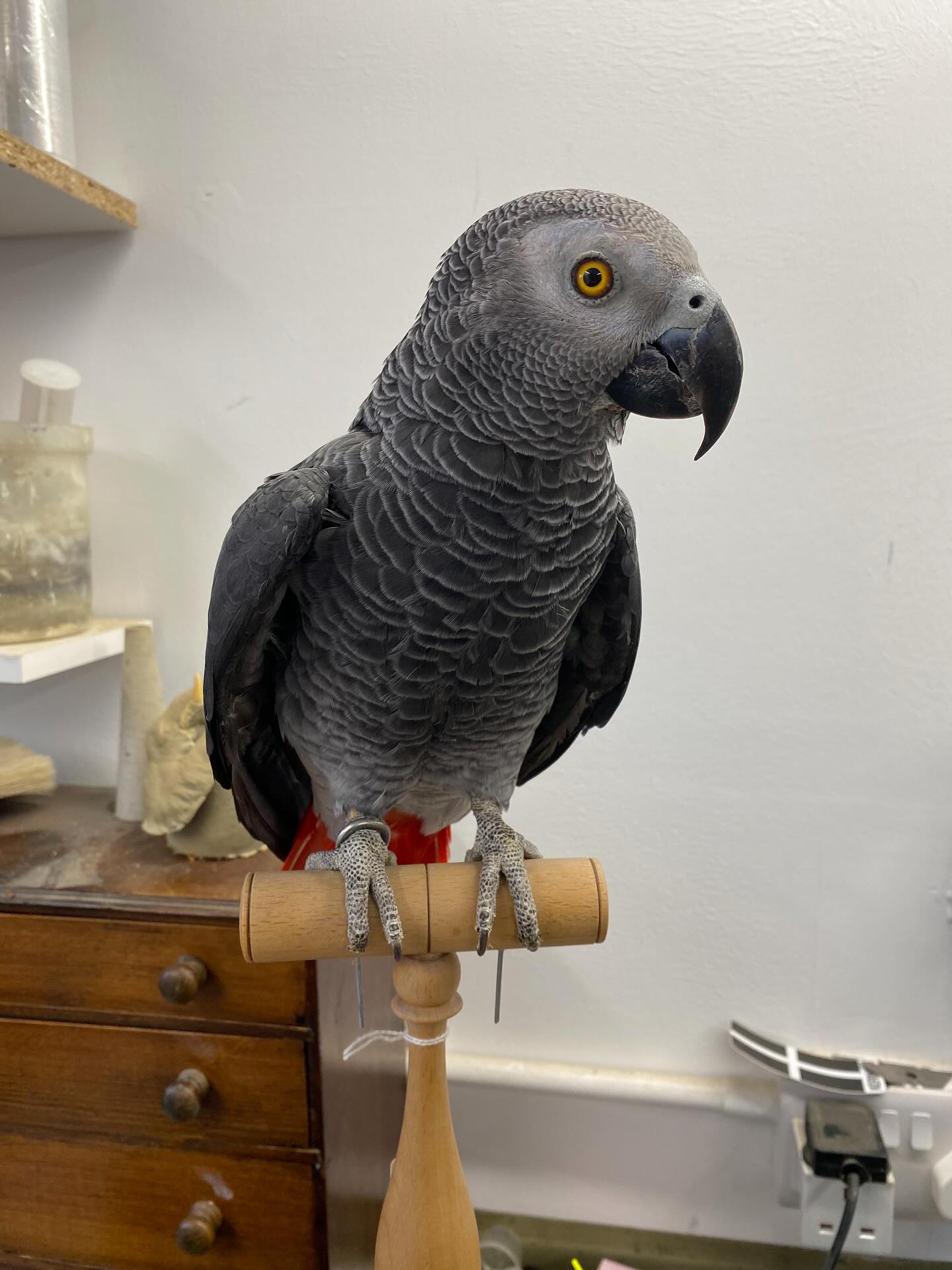 Congo African Grey — “Kai” — hand-raised Congo African Grey (Psittacus erithacus) for sale